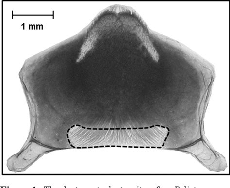 Figure 1 From Comparative Morphology Of Van Der Vechts Organ In Polistes Social Parasites Host