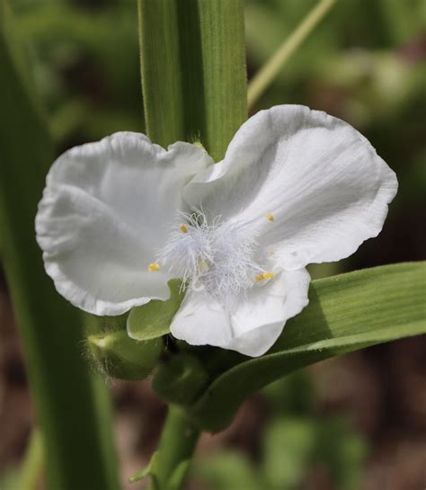 Photos De Fleurs Tradescantia Corentin Branger Flickr