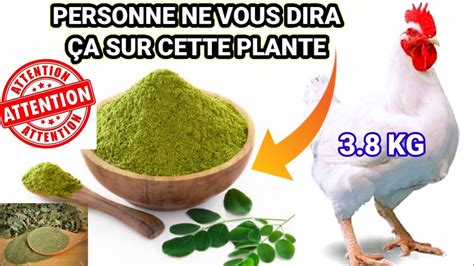 Avantages Incroyables De La Poudre De Moringa Sur Les Poulets Que