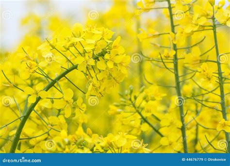 Rapeseed Flower Stock Image Image Of Canola Beautiful 44676779