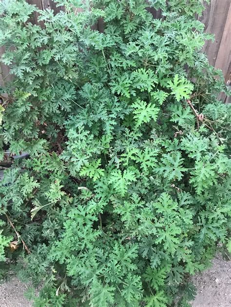 Citronella Geranium Cutting - Etsy