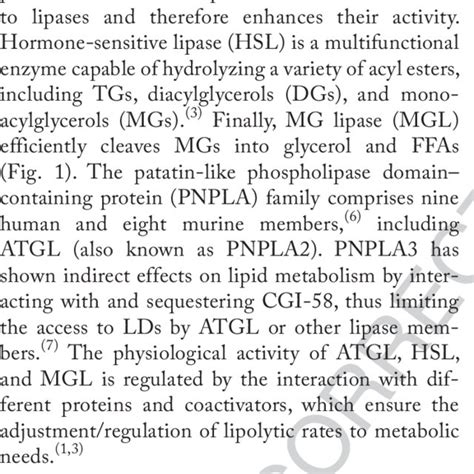 Catabolic Pathways Regulating Tg Levels In Cells Atgl Hsl And Mgl