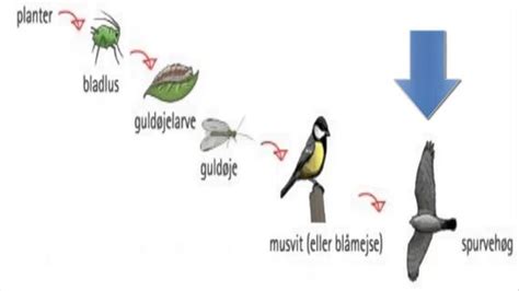 Biologi Kost Og Klima Flashcards Quizlet