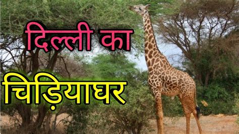 Delhi Ka Chidiya Ghar।। दिल्ली का चिड़ियाघर।। Delhi Zoo Delhi