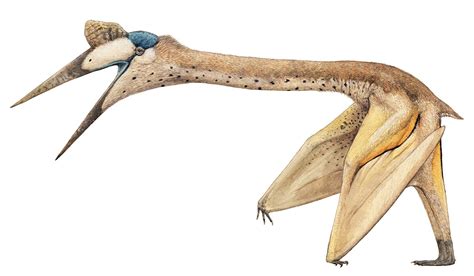 Quetzalcoatlus Illustration By Joschua Knüppe An Azhdarchidae