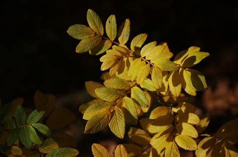 Auprès de mon arbre Laurent Charron photographies