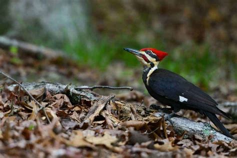 Your Guide to Viewing the Birds of the Smoky Mountains