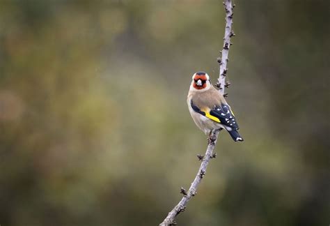 Want More Songbirds in Your Backyard? Plant These Flowers, Shrubs, and