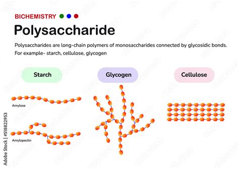 Biochemistry diagram present structure of polysaccharide such as starch ...