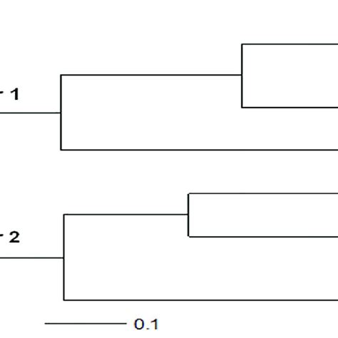 Dendrogram Of A Neighbor Joining Nj Tree Of Rice Populations