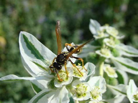 Wasps, Hornets, Bees & Stinging Insects