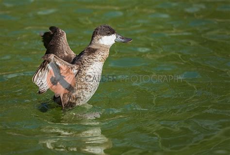 Male Ruddy duck in breeding colors - Scalder Photography Blog