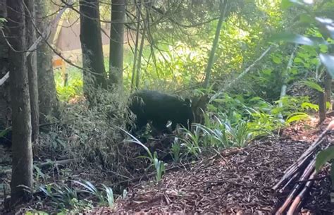 民家の裏庭にクマ出没「ガサゴソと音がして…」福井県で急増するクマ出没、越前市内で撮影 | 社会 | 福井のニュース | 福井新聞ONLINE