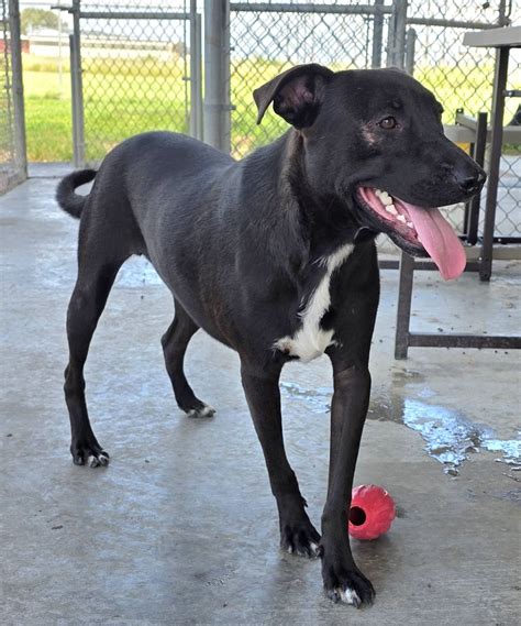 Calhoun... - Calhoun County Humane Society, Port Lavaca, Texas