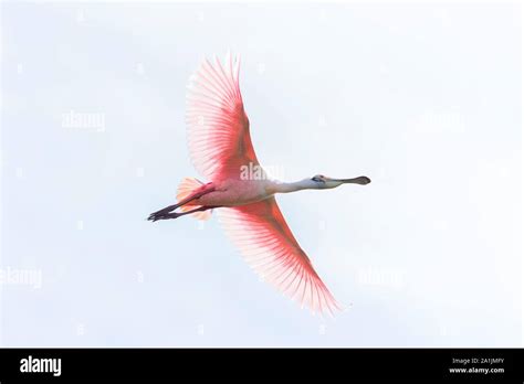 Roseate Spoonbill Platalea Ajaja Flying In Sky Pantanal Brazil