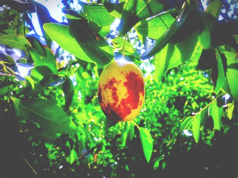 Free Images Tree Branch Light Fruit Sunlight Leaf Flower Food