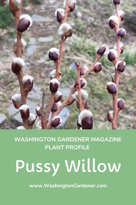 WashingtonGardener Plant Profile Pussy Willows Salix Discolor