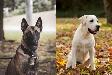 Belgian Malinois Labrador Mix: A Powerful Partnership - Depend On Dogs