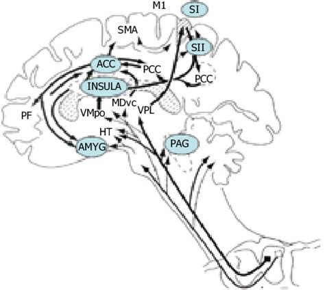 The Subcortical And Cortical Structures That Have Been Shown To Be