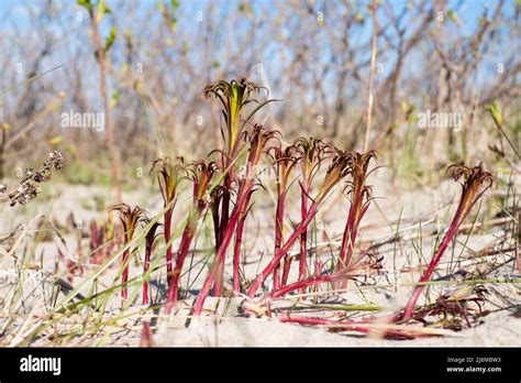 Young Fireweed Shoots And Leaves Can Be Cooked And Eaten Leaves Can