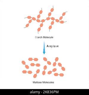 Scientific Designing Of Starch Digestion Amylase And Maltase Enzymes