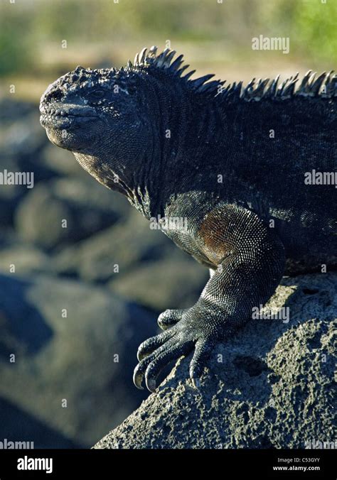 Marine Iguana Amblyrhynchus Cristatus Lizard Close Up Portrait Taken