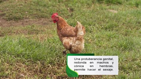 Como Se Aparean Las Gallinas