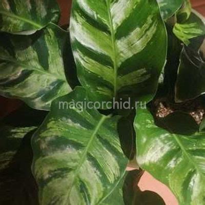 Калатея Литце, Calathea Lietzei купить в Москве - MAGICORCHID