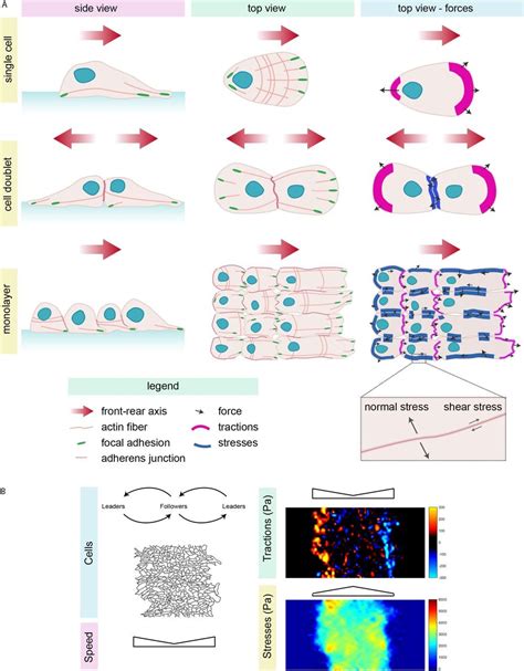 Single And Collective Cell Migration The Mechanics Of Adhesions