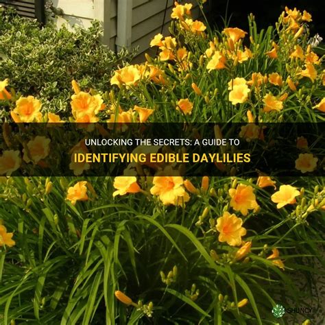 Unlocking The Secrets A Guide To Identifying Edible Daylilies Shuncy