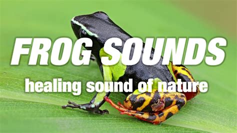 Frog Sounds Healing Sound Of Nature Tender Baby Sleep Youtube