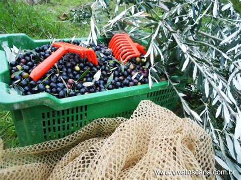 Como Trabalhar Na Colheita De Uva E Azeitona Viva Toscana