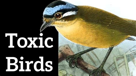 Poisonous Birds Acquiring Toxicity From Bugs Youtube