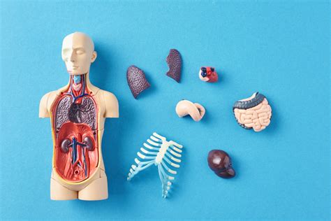 15 study sets to help you learn anatomy | Quizlet