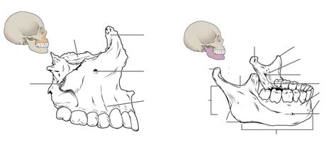 skull mandible  maxilla diagram quizlet
