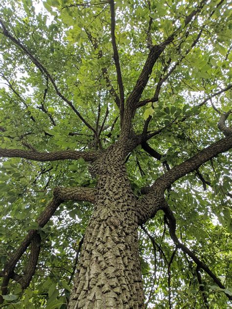 wild persimmon tree identification - Salience Vodcast Photogallery