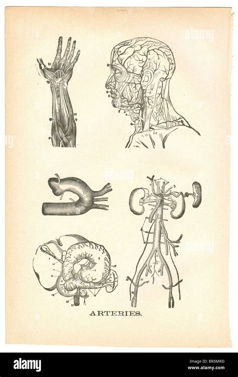 Illustrations of arteries from a vintage medical book Stock Photo - Alamy