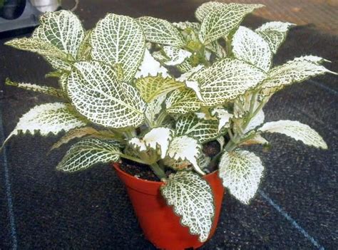 Фиттония: виды и сорта с фото, уход в домашних условиях