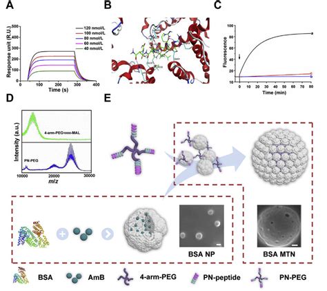 A Surface Plasmon Resonance Spr Response Analysis Of The Affinity Download Scientific