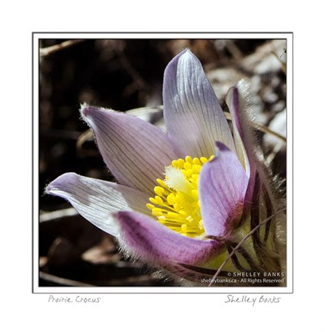 Photography Wildflowers Shelley Banks