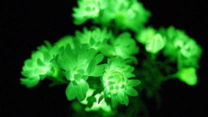 New Glowing Plants To Replace Artificial Yard Lighting Homes Gardens