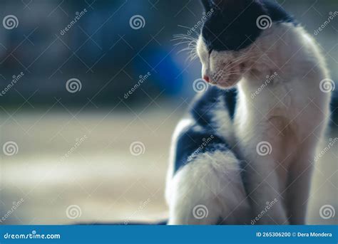 Cute Cat While Sitting On The Table Stock Photo Image Of Cute