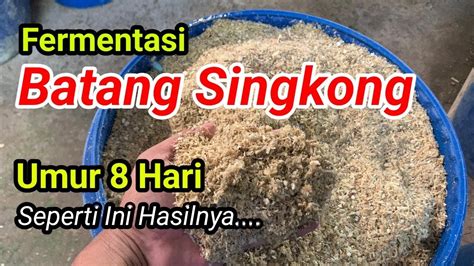 SEPERTI INI HASIL Fermentasi Batang Singkong Umur 8 Hari Untuk