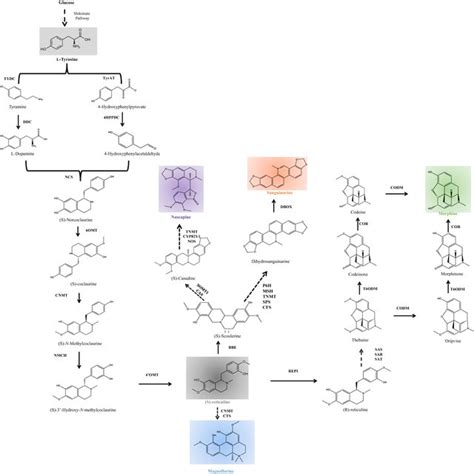 Of Benzylisoquinoline Alkaloid Biosynthesis Pathway 4HPPDC