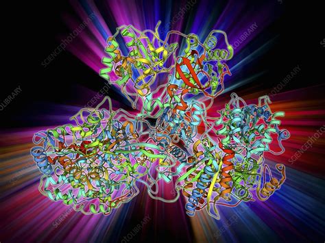 Respiratory complex I - Stock Image - F009/6329 - Science Photo Library 