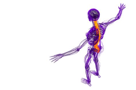 Human Spine Medical, Rendered In 3d Biology, Backbone, Cervical PNG