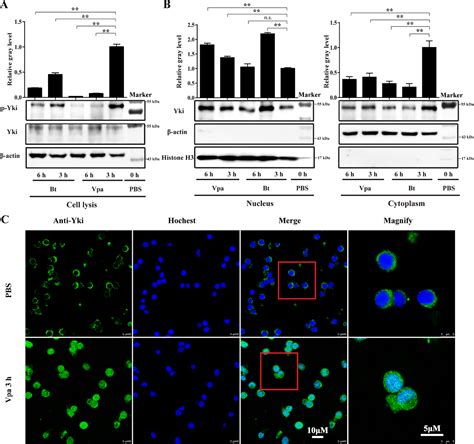 Figure 2 From The HippoYki Signaling Pathway Positively Regulates