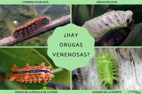 Descubre Los Tipos De Orugas Y Sus Mariposas En Esta Gu A Completa