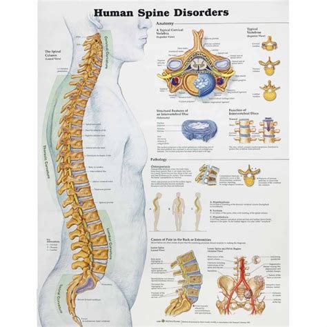 The Human Spine-Disorders | HiTech Therapy Online