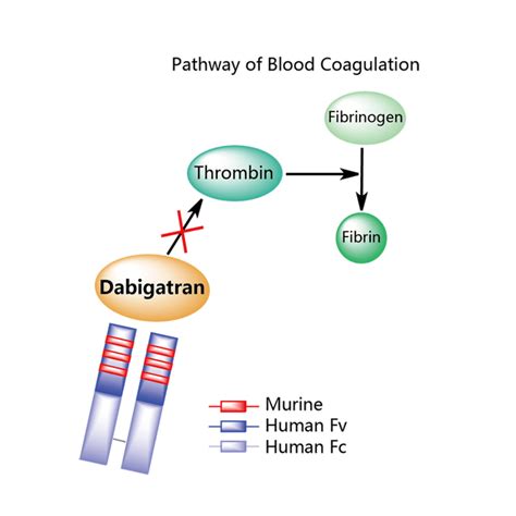 Idarucizumab - Alchetron, The Free Social Encyclopedia